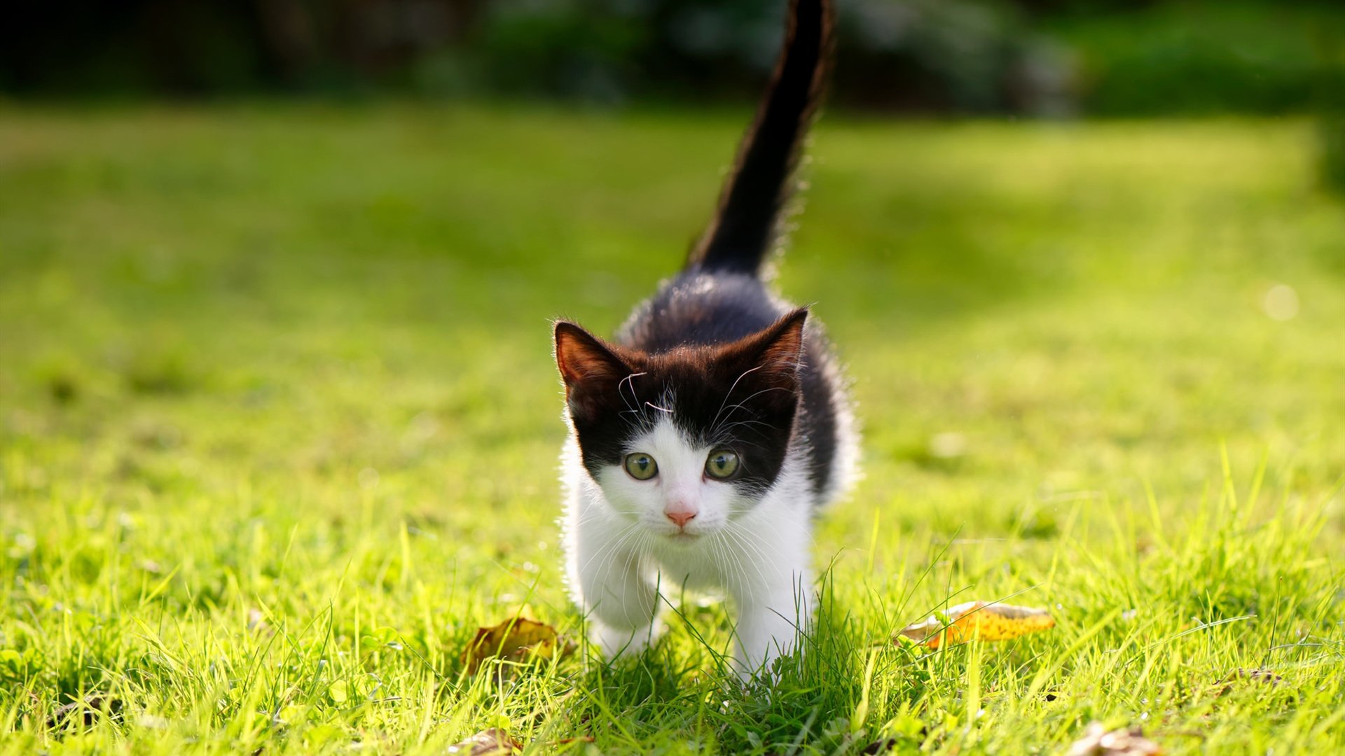 阿坎吉一肩扛起整个爱尔兰!抢七封神夜,他从天而降击碎伊朗的篮球梦