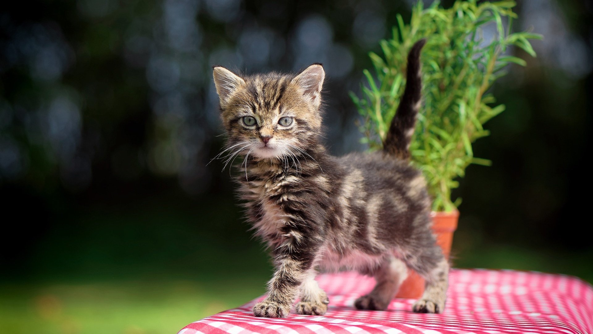 开云体育入口-独行侠对阵灰熊，乔治打出生涯之夜，一个人的战争，一座城的狂欢