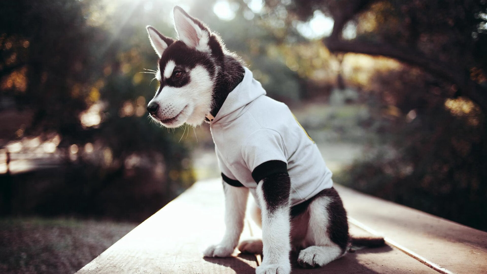 当阿劳霍如巨塔崛起时,葡萄牙的粉碎机已碾过哥斯达黎加